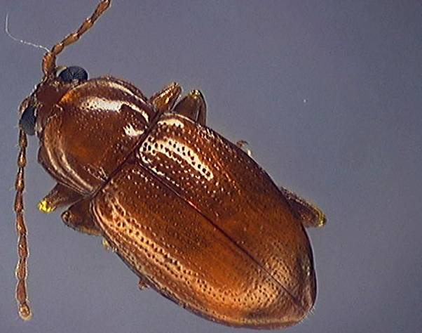 Crepidodera transversa